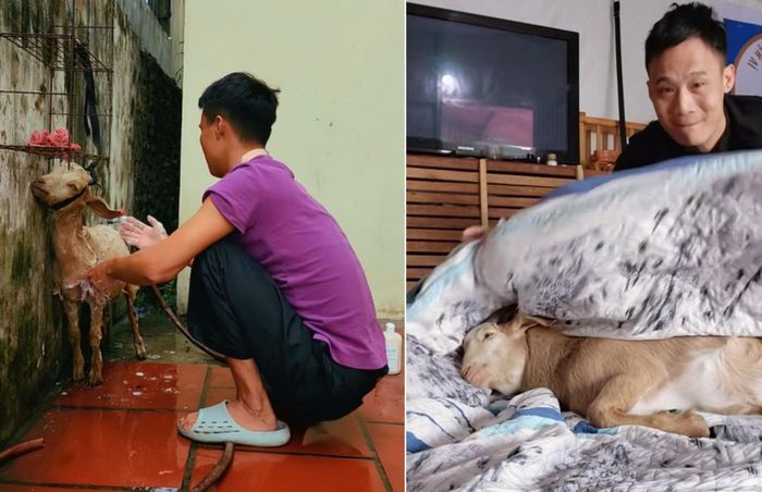 Anh tắm, sấy lông cho thú cưng của mình