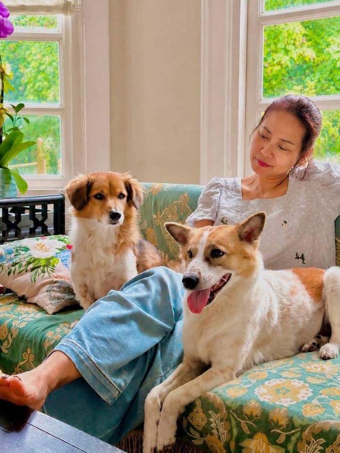 Diễn viên Hồng Ánh bày tỏ trăn trở về tình trạng chó bị bỏ rơi tại các công trình xây dựng sau khi hoàn thiện.