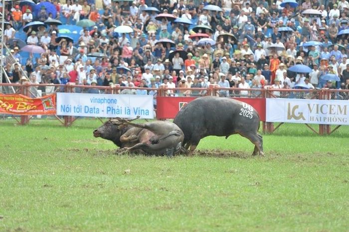Lễ hội chọi trâu Đồ Sơn năm 2026 khôi phục vòng đấu loại sau 8 năm gián đoạn.