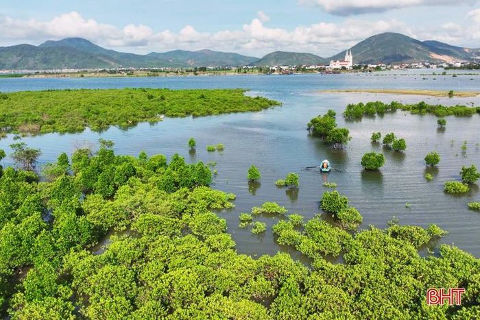 Chèo thuyền giữa rừng đước Thiên Cầm.