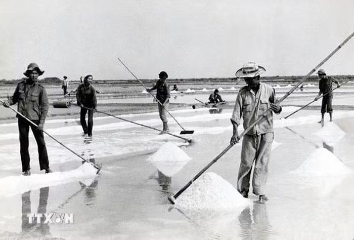 Lực lượng thanh niên xung phong Thành phố Hồ Chí Minh tham gia sản xuất muối tại Lâm trường Lý Nhơn - Duyên Hải. (Ảnh: Tư liệu/TTXVN phát)