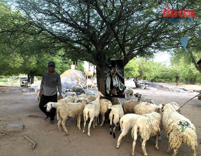 Gia đình ông Đạo Thanh Tường, một người dân tộc Chăm ở An Hòa khá lên nhờ chăn cừu và phát triển du lịch.