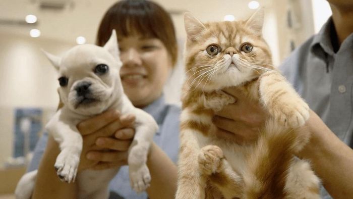 Thú cưng ngày càng trở thành một phần trong đời sống của nhiều gia đình Nhật Bản. Ảnh: Kyodo
