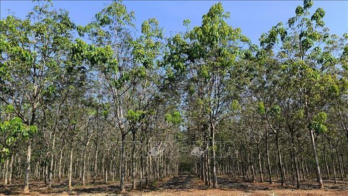 Ngành cao su tập trung phát triển nông nghiệp thông minh, ứng dụng công nghệ cao trong sản xuất, chế biến, truy xuất nguồn gốc, xây dựng chuỗi cung ứng xanh tuần hoàn. Ảnh: Nhật Bình/TTXVN