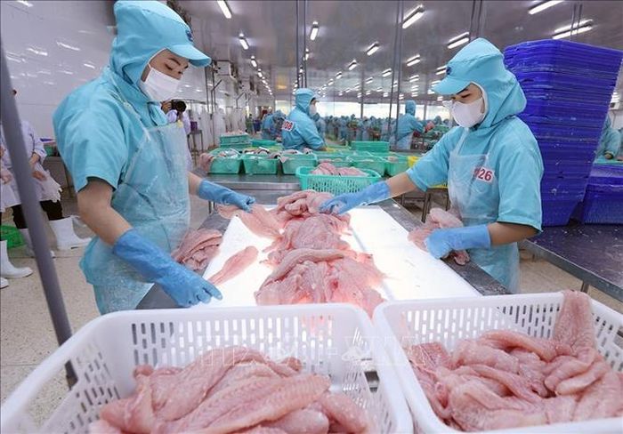 Chế biến cá tra phi lê xuất khẩu ở nhà máy của Công ty Cổ phần Đầu tư & Phát triển Đa Quốc Gia IDI (Tập đoàn Sao Mai). Ảnh: Vũ Sinh/TTXVN