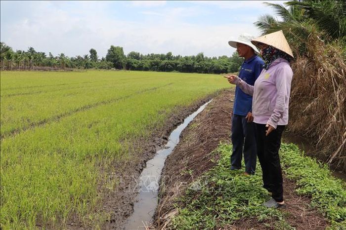 Vợ chồng ông Nguyễn Văn Nhung, ấp Mỹ Hòa, xã Tân Phước 3 bên ruộng lúa 21 ngày úa vàng và chuyển trắng phần ngọn lá.