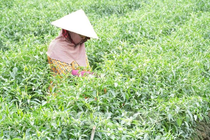Nông dân xã Bình Ninh, tỉnh Đồng Tháp thu hoạch ớt. Ảnh: Công Trí - TTXVN