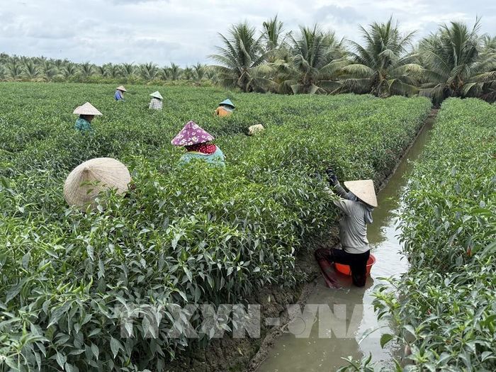 Nông dân xã Bình Ninh, tỉnh Đồng Tháp thu hoạch ớt. Ảnh: Công Trí - TTXVN