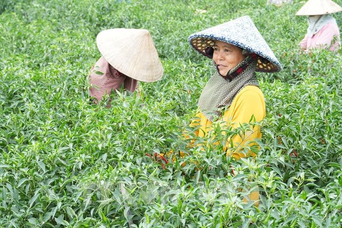 Nông dân trồng ớt dưới chân ruộng thu lãi khoảng 10.000đ/kg. Ảnh: Công Trí - TTXVN