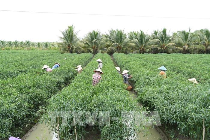 Nông dân trồng ớt dưới chân ruộng thu lãi khá. Ảnh: Công Trí - TTXVN