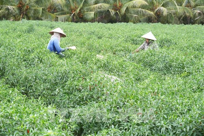 Ớt là một trong những cây trồng chủ lực của tỉnh Đồng Tháp. Ảnh:Công Trí - TTXVN