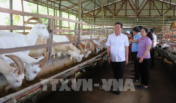 Ông Trần Văn Huyến, Phó Bí thư Thành ủy Cần Thơ, cùng đoàn khảo sát phát triển du lịch tại Trại sữa dê Ngọc Đào (xã Tân Hòa). Ảnh: Nguyễn Hằng - TTXVN
