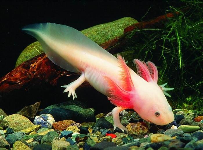 Cá cóc Mexico (axolotl). Ảnh: Internet