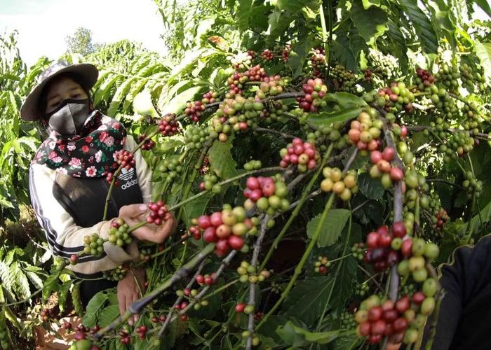 Thị trường hiện nay không chỉ đòi hỏi sản phẩm đạt chất lượng, mà còn yêu cầu chứng minh nguồn gốc, quy trình sản xuất, chăm sóc, chế biến và vận chuyển. Ảnh: Vũ Sinh/TTXVN