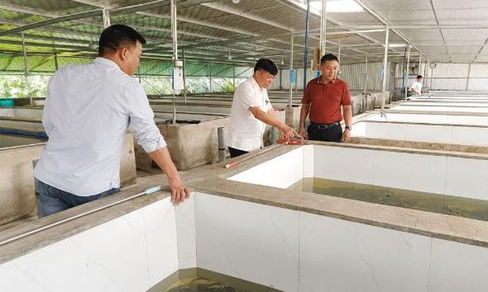 Ông Nguyễn Văn Hiền, Chủ tịch Hội Nông dân phường Nếnh (giữa) thăm mô hình nuôi lươn của anh Phạm Văn Minh.
