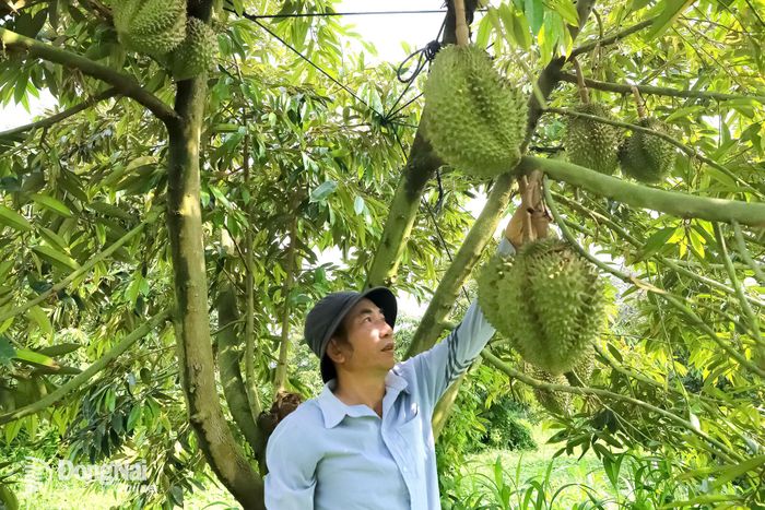 Vùng trồng sầu riêng tại xã Xuân Bắc.