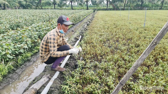 Rau màu của người dân bị thiệt hại chưa rõ nguyên nhân.