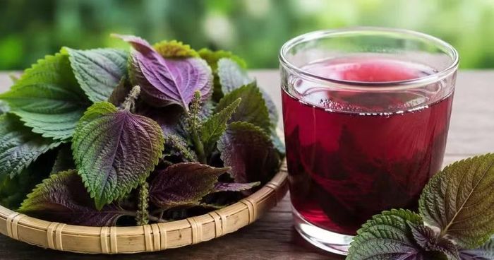 Mặc dù là thảo dược quen thuộc, song lá tía tô không phải phù hợp với tất cả mọi người. Ảnh: SK&ĐS