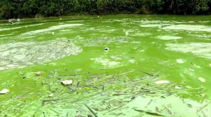 Cách đây 2 tháng, khu vực hồ có mật độ lồng bè nuôi cá dày đặc. Theo người dân địa phương, nhiều thời điểm không khí quanh hồ trở nên ngột ngạt, đặc biệt vào những ngày nắng nóng và gió lớn, mùi hôi lan khắp bản, ảnh hưởng đến đời sống sinh hoạt.