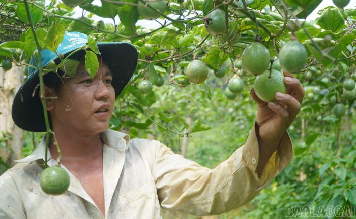 Cây chanh leo vàng sinh trưởng tốt, phát triển phù hợp với điều kiện khí hậu, thổ nhưỡng địa phương