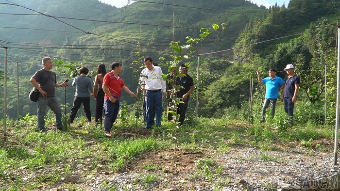 Lãnh đạo xã Bắc Hà kiểm tra thực tế mô hình trồng chanh leo vàng tại các thôn Cồ Dề Chải và Hoàng Thu Phố.