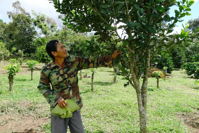 Từ một cây trồng khảo nghiệm, cây mắc ca đang dần khẳng định được giá trị kinh tế