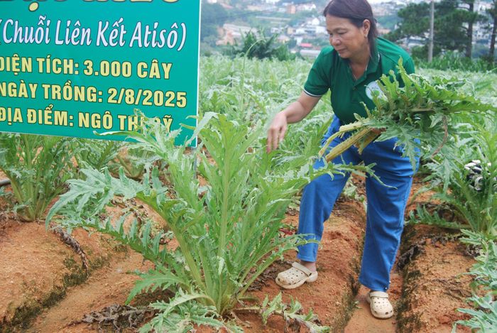 Sản xuất atisô theo chuỗi liên kết ở phường Xuân Hương - Đà Lạt