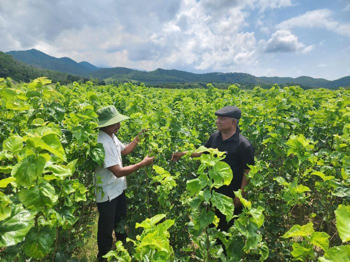 Già làng Da Cát Hà Dương (bên phải) thăm hỏi, động viên người dân chăm sóc dâu, nuôi tằm để có thêm thu nhập