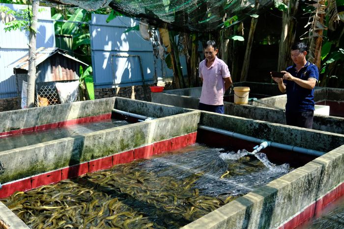 Mô hình nuôi lươn không bùn đã và đang mang lại hiệu quả kinh tế cho người dân xã Cát Tiên 3