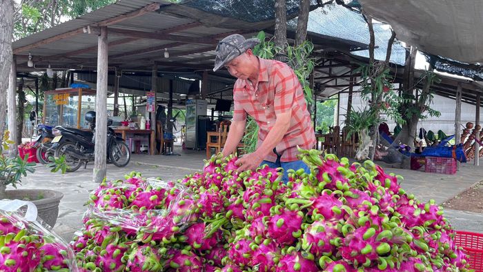 Ông Nguyễn Quang Phương, xã Lương Sơn (Lâm Đồng) chuẩn bị thanh long phục vụ du khách tại quán