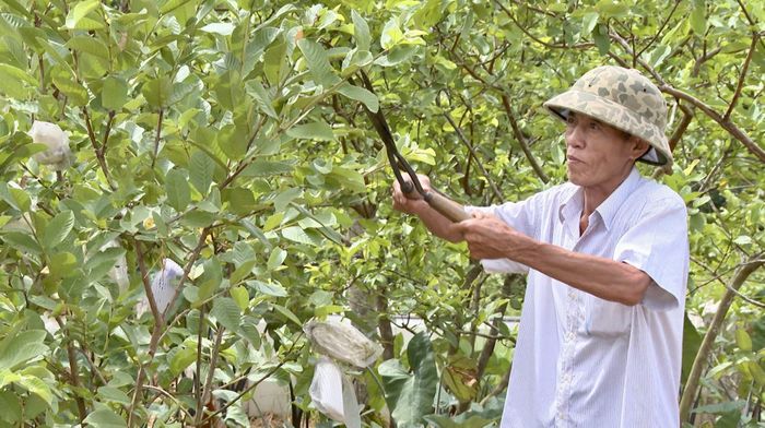 Vườn mẫu của gia đình ông Dương Bá Hiếu cho giá trị kinh tế cao - Ảnh: H.N