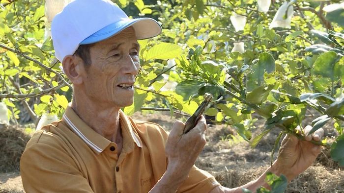 Ông Lê Thế Tào chăm sóc khu vườn của gia đình - Ảnh: H.N