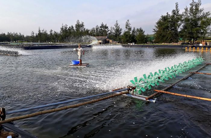 Chăm sóc tôm nuôi tại xã Cửa Tùng - Ảnh: L.A