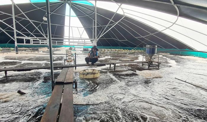 Khi có hạ tầng đồng bộ, người nuôi sẽ yên tâm áp dụng các quy trình nuôi tiên tiến, chủ động kiểm soát môi trường và hạn chế dịch bệnh - Ảnh: L.A