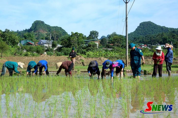 ĐVTN phường Chiềng Cơi phối hợp với các lực lượng cấy lúa giúp gia đình người có công ở tổ 6 Hốc Sang.