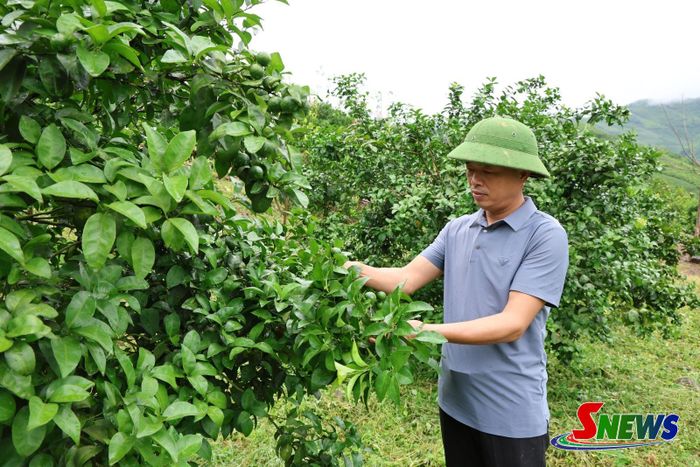 Anh Nguyễn Văn Sử, Giám đốc Hợp tác xã trồng cây ăn quả Nghĩa Hưng, chăm sóc vườn quýt theo quy trình sản xuất an toàn.