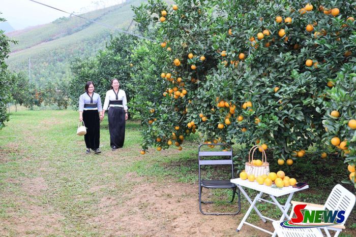 Vườn cam tại xã Mường Cơi thu hút du khách đến tham quan, trải nghiệm.