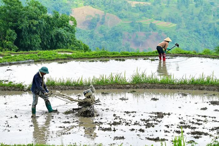 Mùa con nước đổ, nhà nhà tập trung ra đồng canh tác vụ lúa duy nhất trong năm.