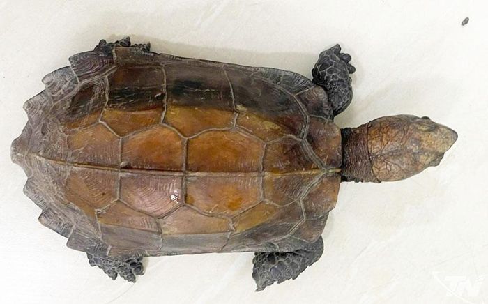 Rùa sa nhân thuộc danh mục động vật rừng nguy cấp, quý, hiếm Nhóm IIB của Việt Nam.