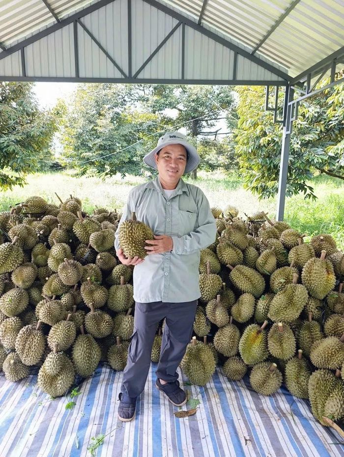 Nông dân thu hoạch sầu riêng sau quá trình chăm sóc, hướng tới nâng cao chất lượng và giá trị nông sản.