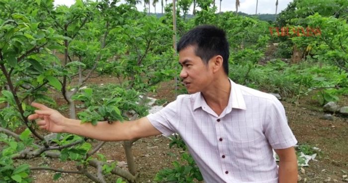 Na bở Liên Khê và An Sơn hiện là sản phẩm nông nghiệp đặc trưng của Hải Phòng với tổng diện tích khoảng 150 ha.
