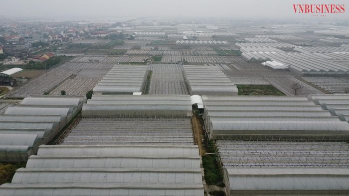 Điểm nổi bật của HTX là 65 ha hệ thống nhà màng, nhà lưới ứng dụng công nghệ cao; diện tích còn lại được sản xuất theo tiêu chuẩn VietGAP.