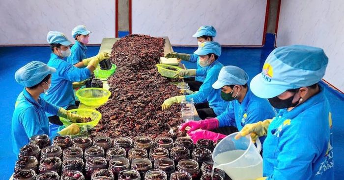 Chuẩn hóa sản xuất giúp HTX Ba Khía Đầm Dơi xây dựng thương hiệu, tạo nền tảng phát triển tài sản sở hữu trí tuệ cho đặc sản địa phương.