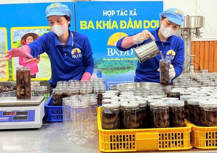 Chương trình OCOP cùng các chính sách hỗ trợ sở hữu trí tuệ đang tiếp sức HTX nâng cao giá trị thương hiệu Ba Khía Đầm Dơi và mở rộng thị trường.