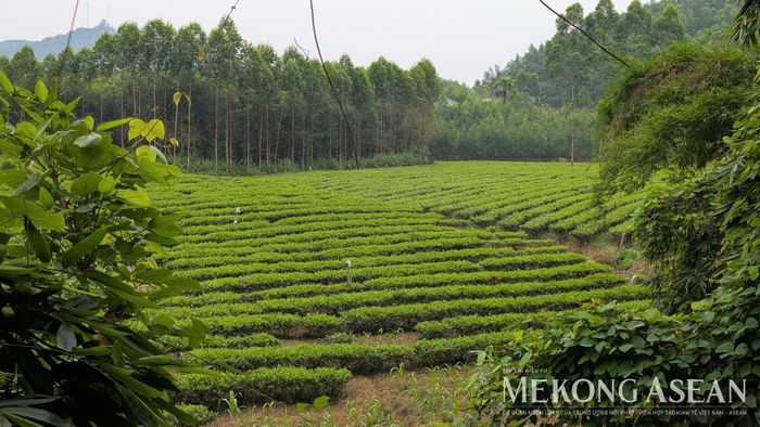 Một khu vực trồng chè tại Yên Thế, Bắc Ninh. Ảnh: Đức Anh - Mekong ASEAN