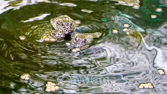 Cua đinh dễ chăm sóc, ít thay nước, có thể tận dụng nguồn thức ăn là cá có sẵn trong vuông tôm, kết hợp thức ăn công nghiệp.