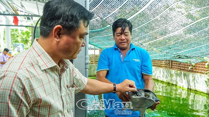 Ông Trần Ðệ, Chủ tịch Hội đồng quản trị Hợp tác xã Tài Lợi (bên phải), thành công với mô hình nuôi cua đinh.