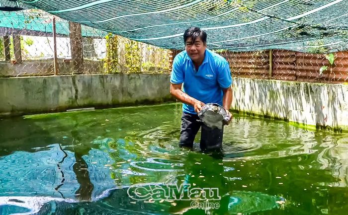 Tận dụng những khoảng đất trống quanh nhà, nhiều hộ dân ở xã An Trạch mạnh dạn đào ao, xây hồ nuôi cua đinh.