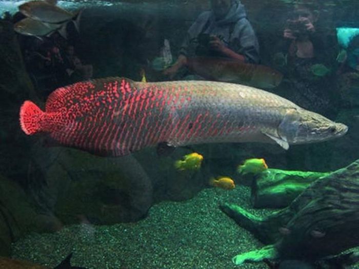 Hải tượng long, hay Arapaima, là loài cá nước ngọt có nguồn gốc từ khu vực Nam Mỹ. Ảnh minh họa