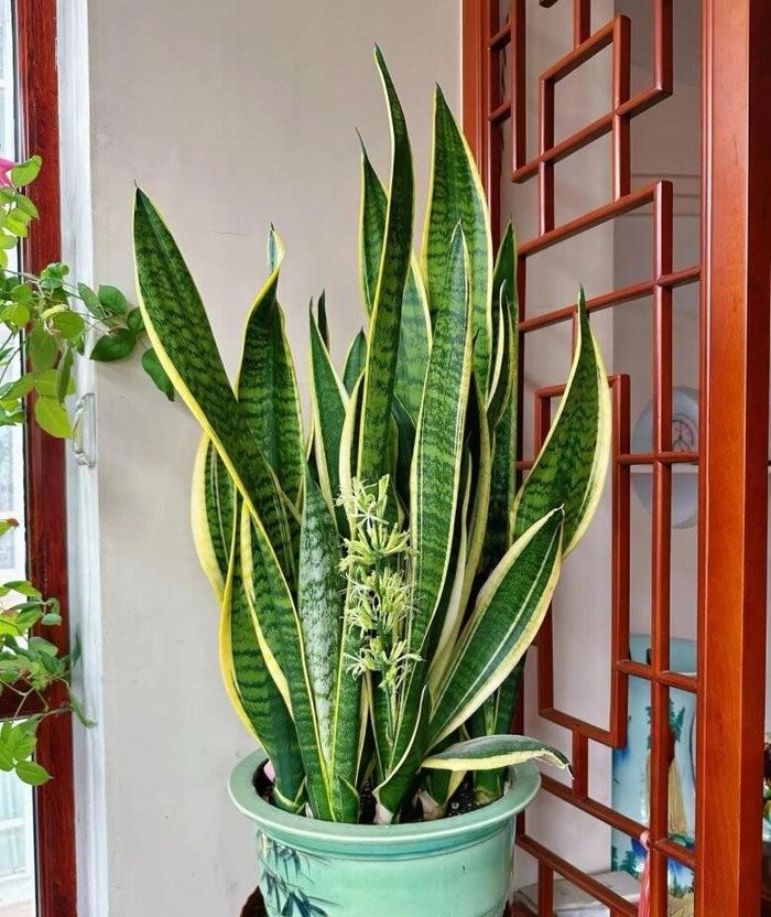 Xét về tổng thể, việc trồng cây lưỡi hổ trước nhà là hoàn toàn có thể và thậm chí còn được khuyến khích nếu biết cách bố trí hợp lý. Ảnh minh họa.
